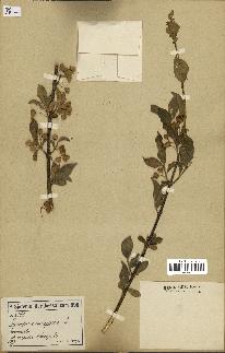 spécimen de Euonymus europaeus