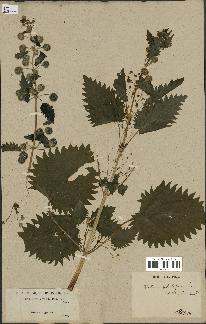 spécimen de Urtica pilulifera