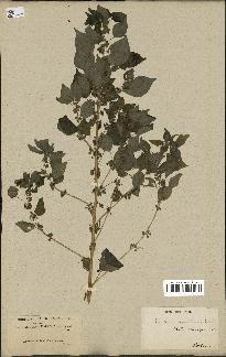 spécimen de Parietaria mauritanica