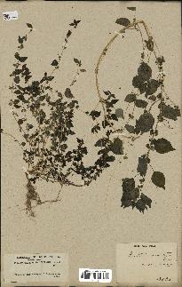 spécimen de Parietaria mauritanica
