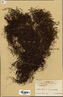 spécimen de Hymenophyllum sp.