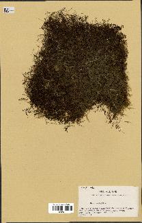 spécimen de Hymenophyllum sp.