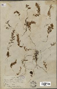 spécimen de Hymenophyllum sp.
