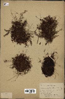 spécimen de Hymenophyllum sp.