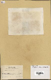 spécimen de Hymenophyllum sp.