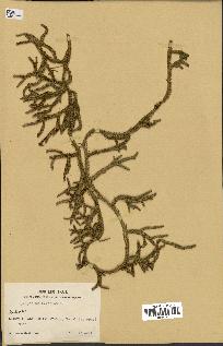 spécimen de Lycopodium clavatum