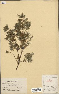 spécimen de Juniperus communis