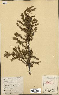 spécimen de Juniperus communis