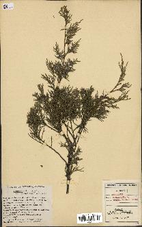 spécimen de Juniperus virginiana