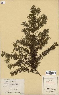 spécimen de Taxus canadensis