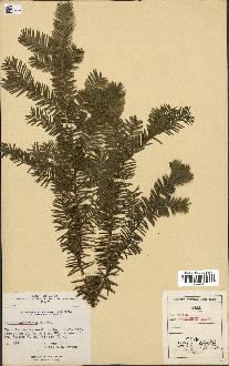 spécimen de Taxus canadensis