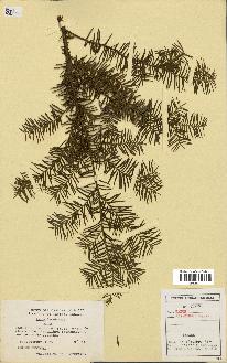 spécimen de Taxus canadensis