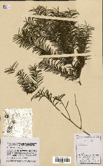 spécimen de Taxus baccata
