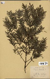 spécimen de Taxus baccata