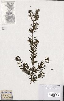 spécimen de Taxus baccata