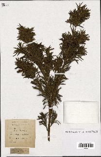 spécimen de Taxus baccata