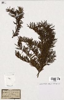 spécimen de Taxus baccata
