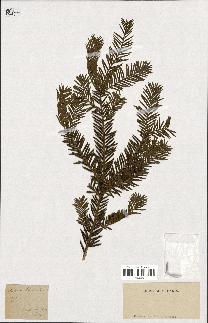 spécimen de Taxus baccata