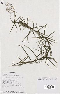 spécimen de Dracaena reflexa