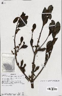 spécimen de Ficus reflexa