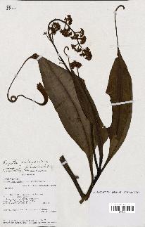 spécimen de Nepenthes madagascariensis