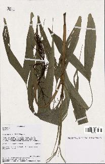 spécimen de Dypsis sp.