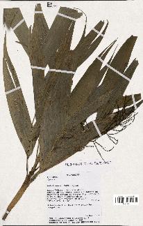 spécimen de Dypsis sp.