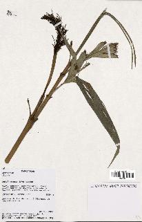 spécimen de Dypsis sp.