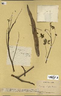 spécimen de Moringa oleifera