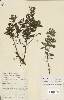 spécimen de Sida rhombifolia