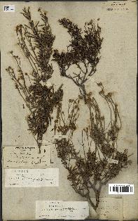 spécimen de Cistus libanotis