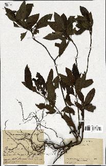 spécimen de indet.