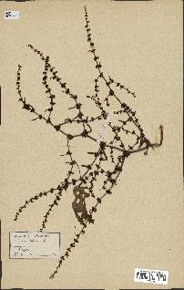 spécimen de Rumex pulcher