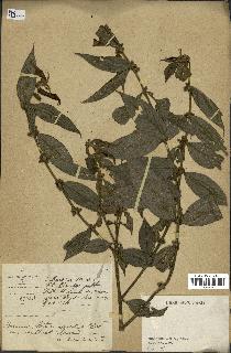 spécimen de Lasianthus sp.