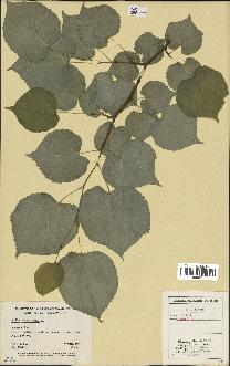 spécimen de Tilia americana