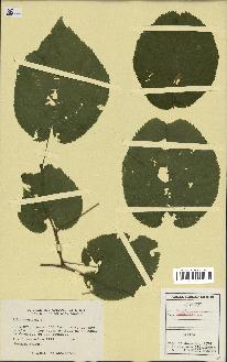 spécimen de Tilia americana
