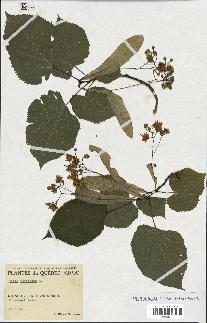 spécimen de Tilia americana