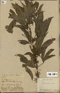 spécimen de Euodia triphylla