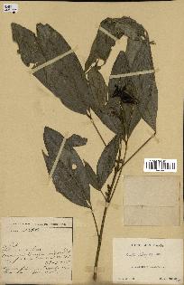 spécimen de Euodia triphylla