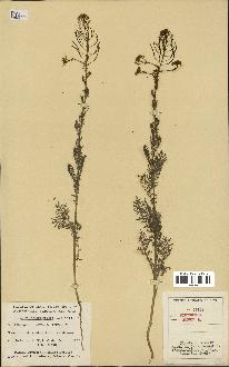 spécimen de Sisymbrium sophia