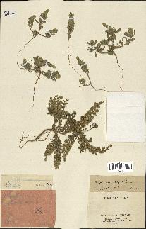 spécimen de Alyssum campestre