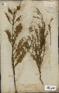 spécimen de Tamarix gallica