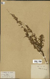 spécimen de Tamarix gallica
