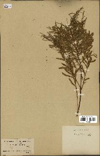 spécimen de Tamarix gallica