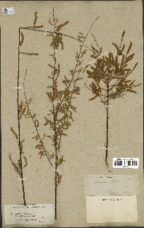 spécimen de Tamarix gallica