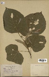 spécimen de Tilia americana