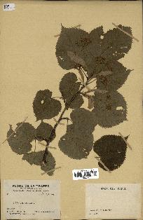 spécimen de Tilia americana