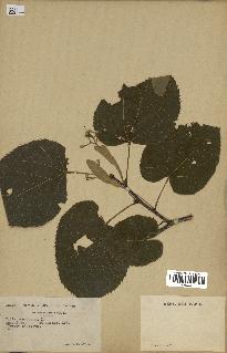 spécimen de Tilia americana