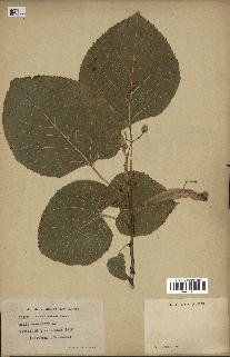 spécimen de Tilia americana