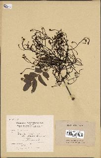spécimen de Pistacia terebinthus